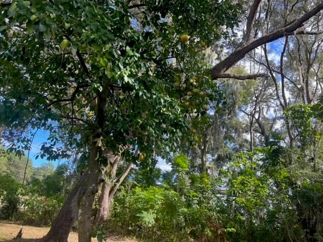 9650 SE US HIGHWAY 441, BELLEVIEW, FL, 34420
