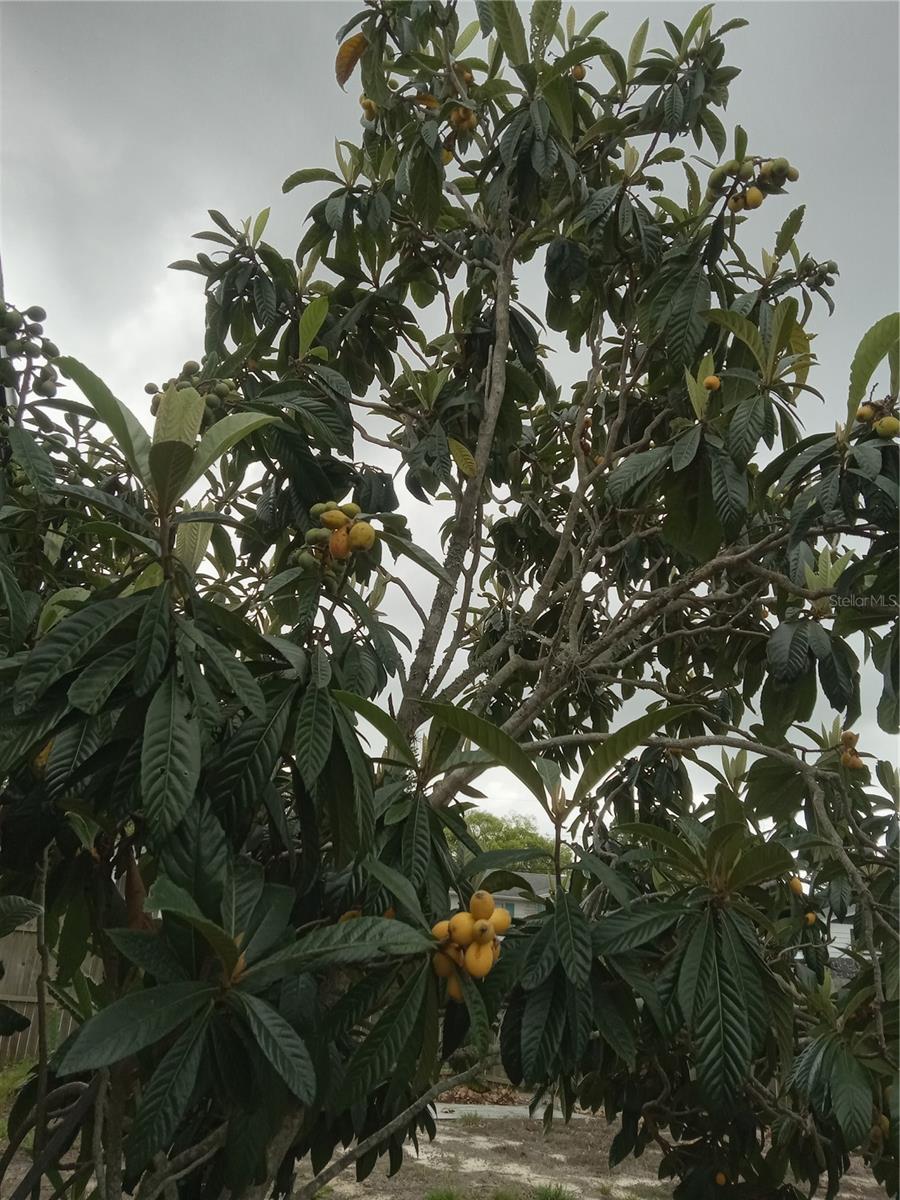 3650 PECONIC WAY, HOLIDAY, FL, 34691