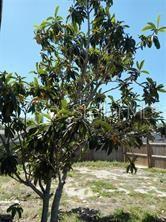 3650 PECONIC WAY, HOLIDAY, FL, 34691