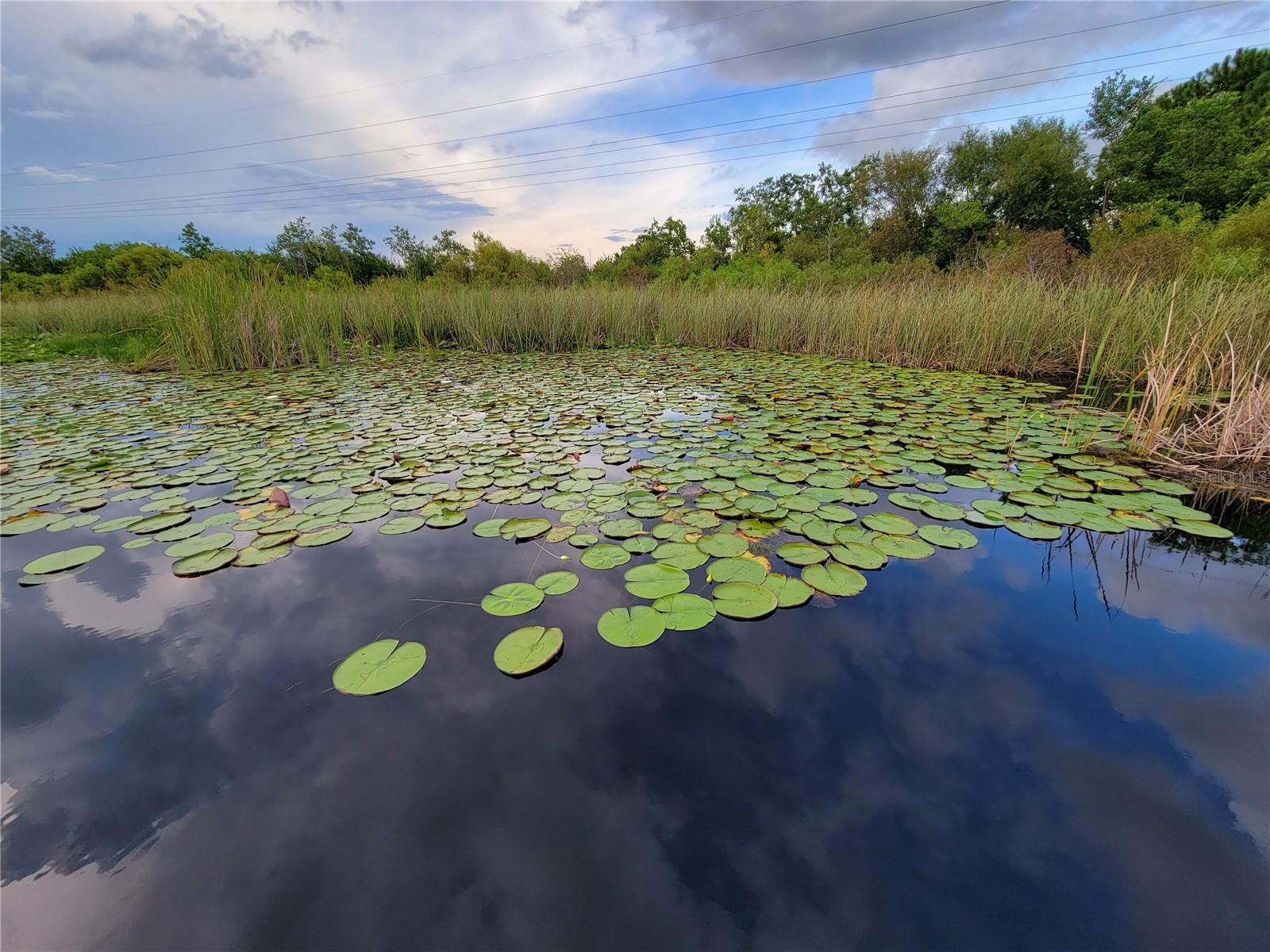 14239 AVENUE OF THE GROVES, WINTER GARDEN, FL, 34787