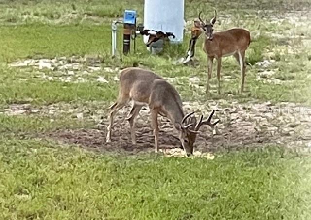 14020 SE 106TH ST, OCKLAWAHA, FL, 32179