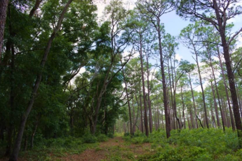 15594 NE 233RD PL, FORT MC COY, FL, 32134