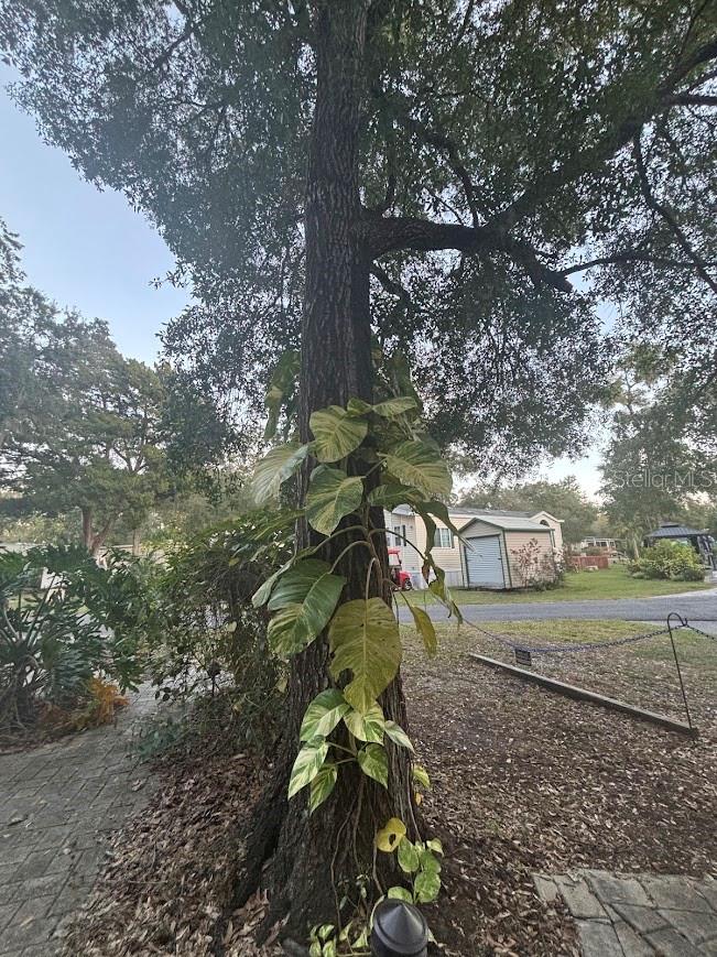 25203 NE 141ST LN #254, SALT SPRINGS, FL, 32134