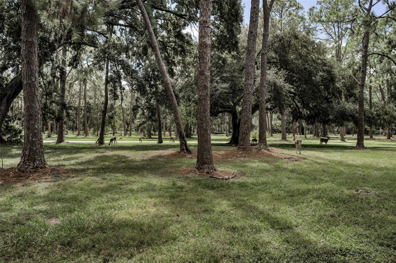 3164 BROOKER CREEK WAY, PALM HARBOR, FL, 34685