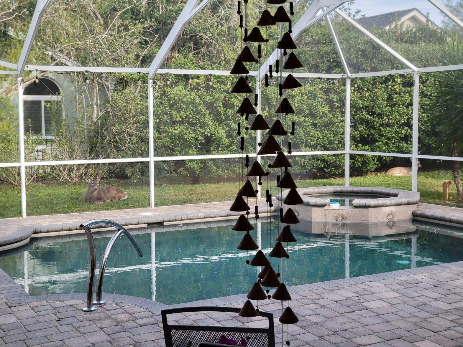 Even the deer want to hang out by the pool