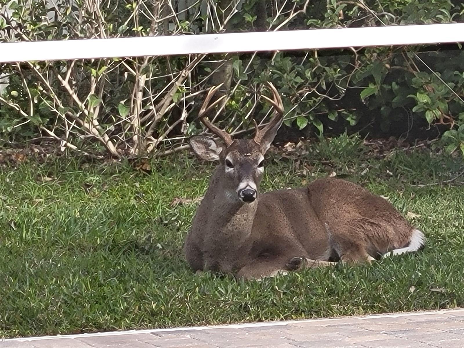 Local wildlife in back yard