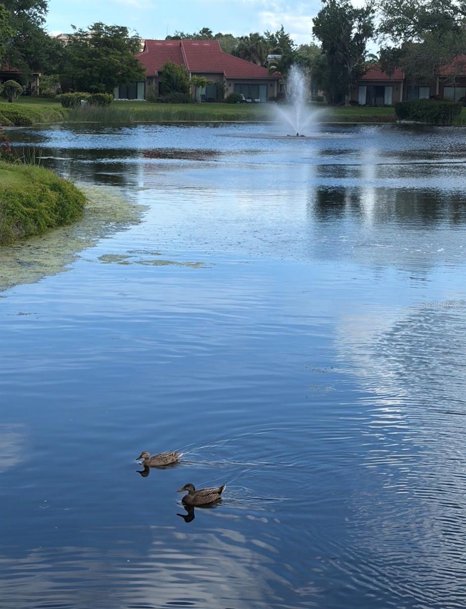 1732 KESTRAL PARK WAY S #43, SARASOTA, FL, 34231
