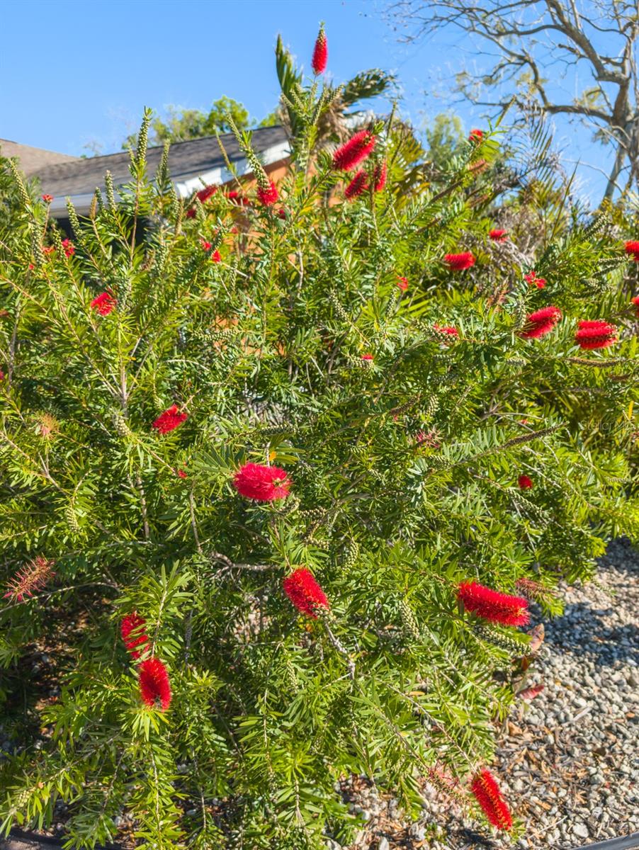 So many beautiful plantings!
