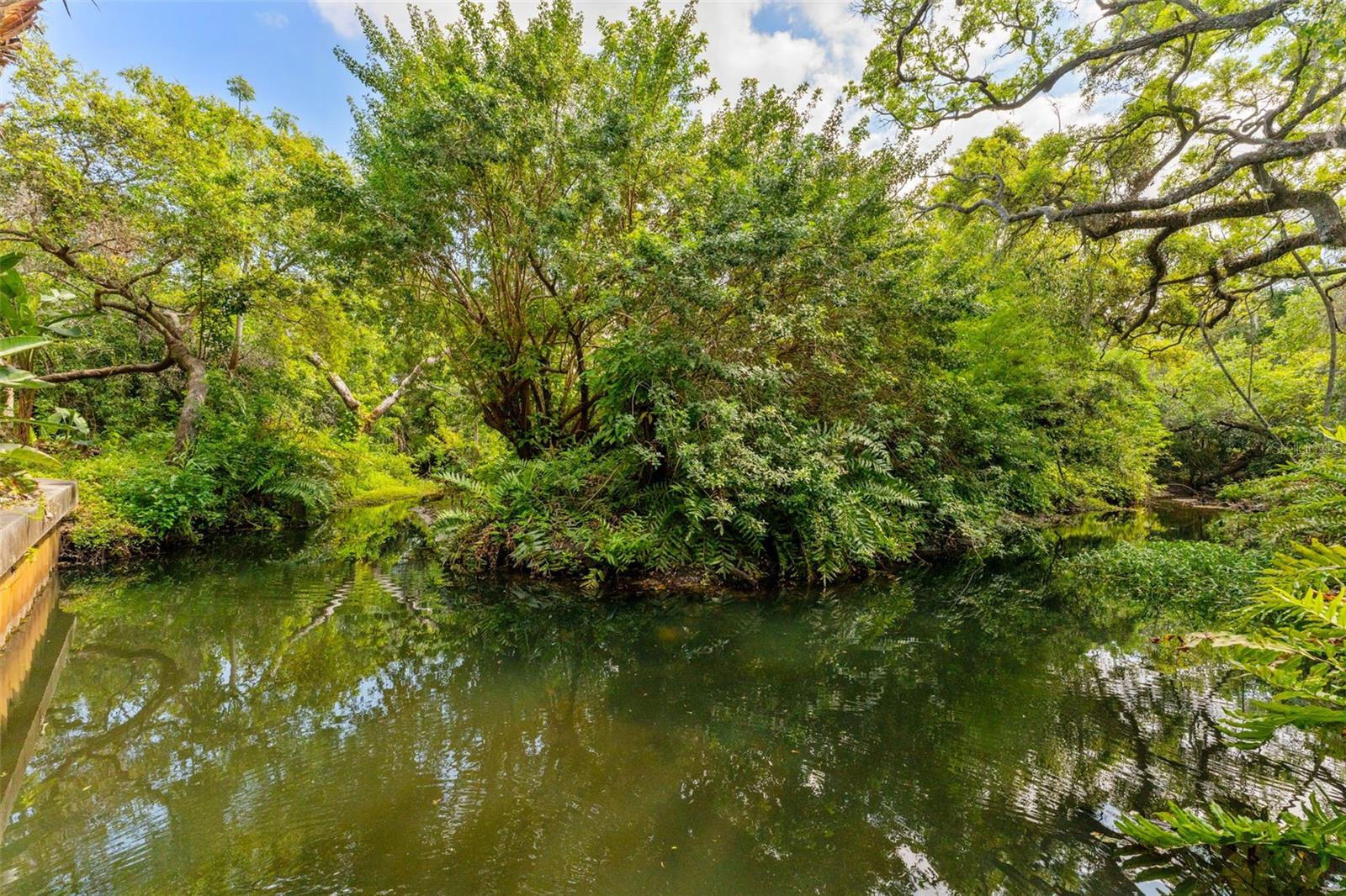 Creek Right Behind Property