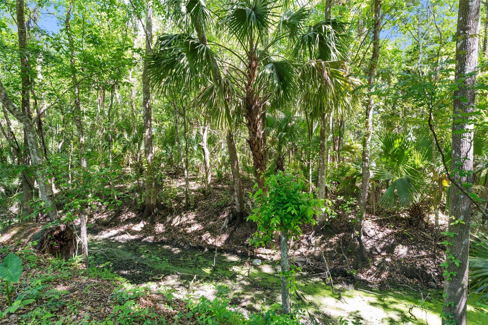 3547 CR 405, LAKE PANASOFFKEE, FL, 33538