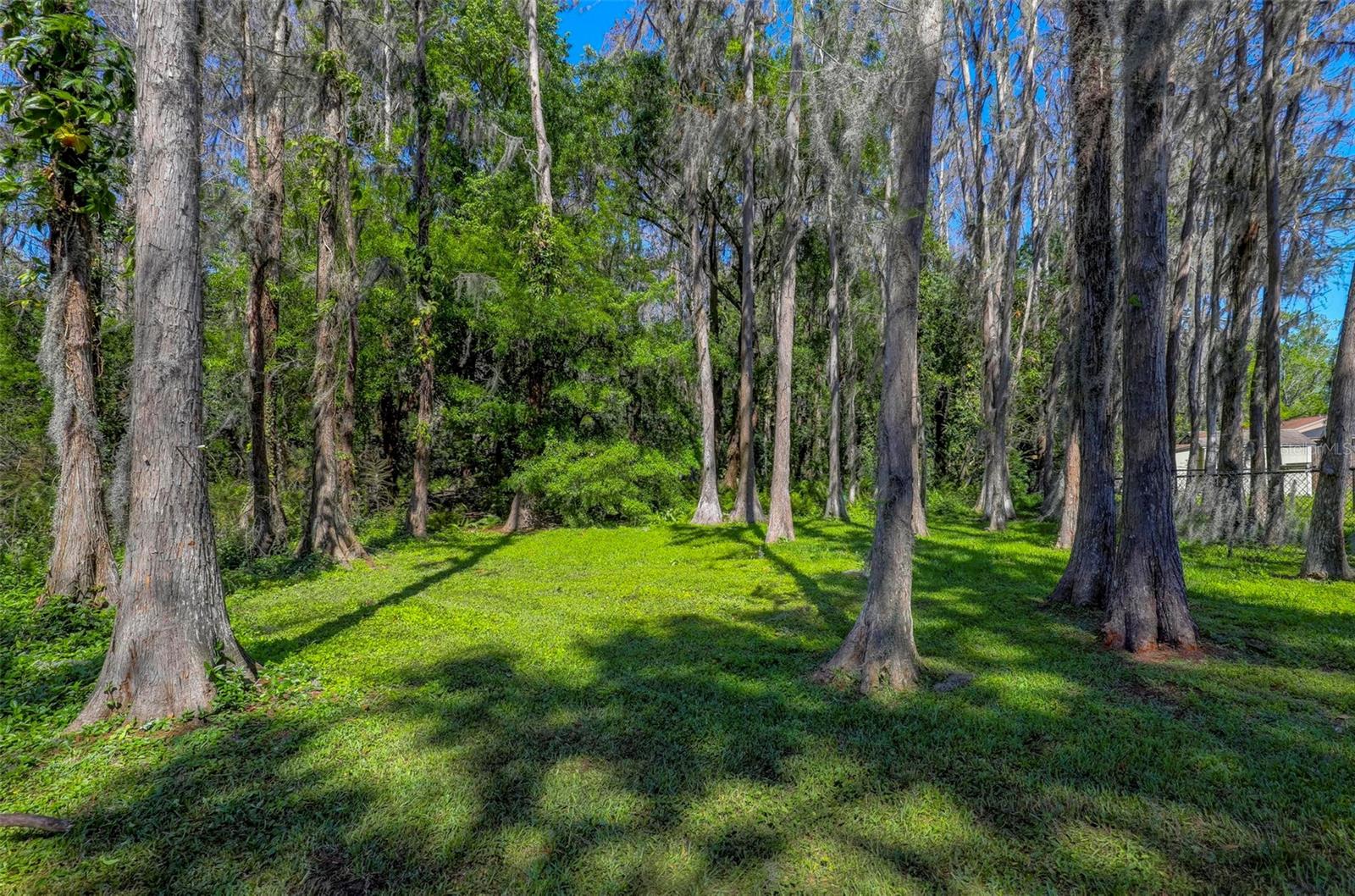 Backyard View
