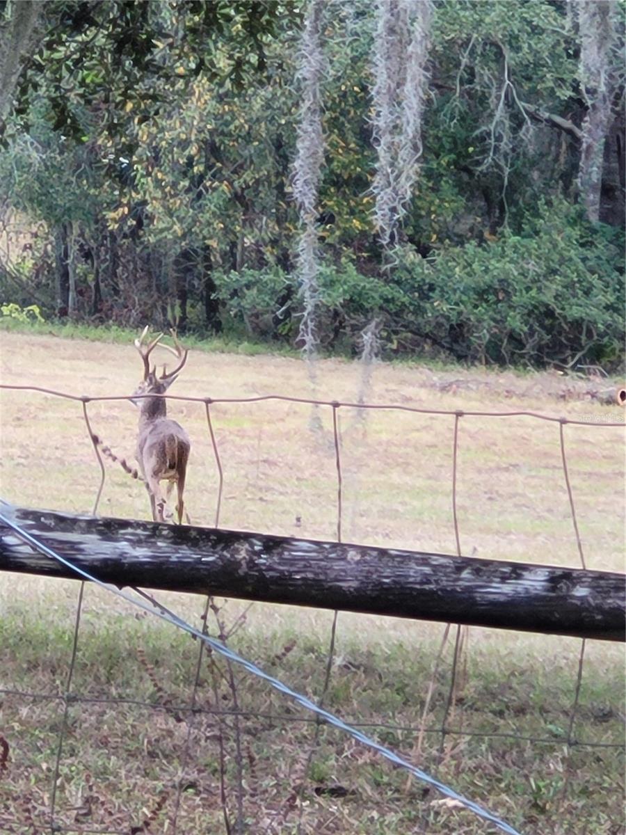 TDB (LOT 1) 55TH PL, MC ALPIN, FL, 32062