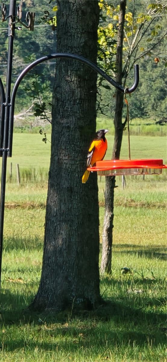 TDB (LOT 1) 55TH PL, MC ALPIN, FL, 32062