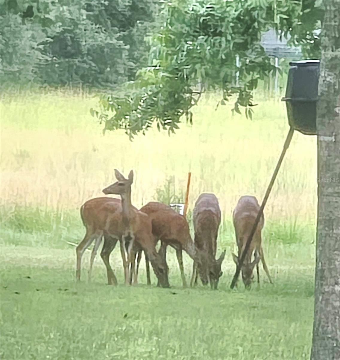 TDB (LOT 1) 55TH PL, MC ALPIN, FL, 32062