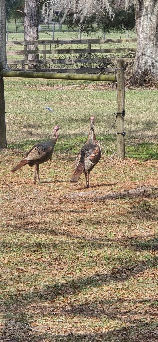 TDB (LOT 1) 55TH PL, MC ALPIN, FL, 32062