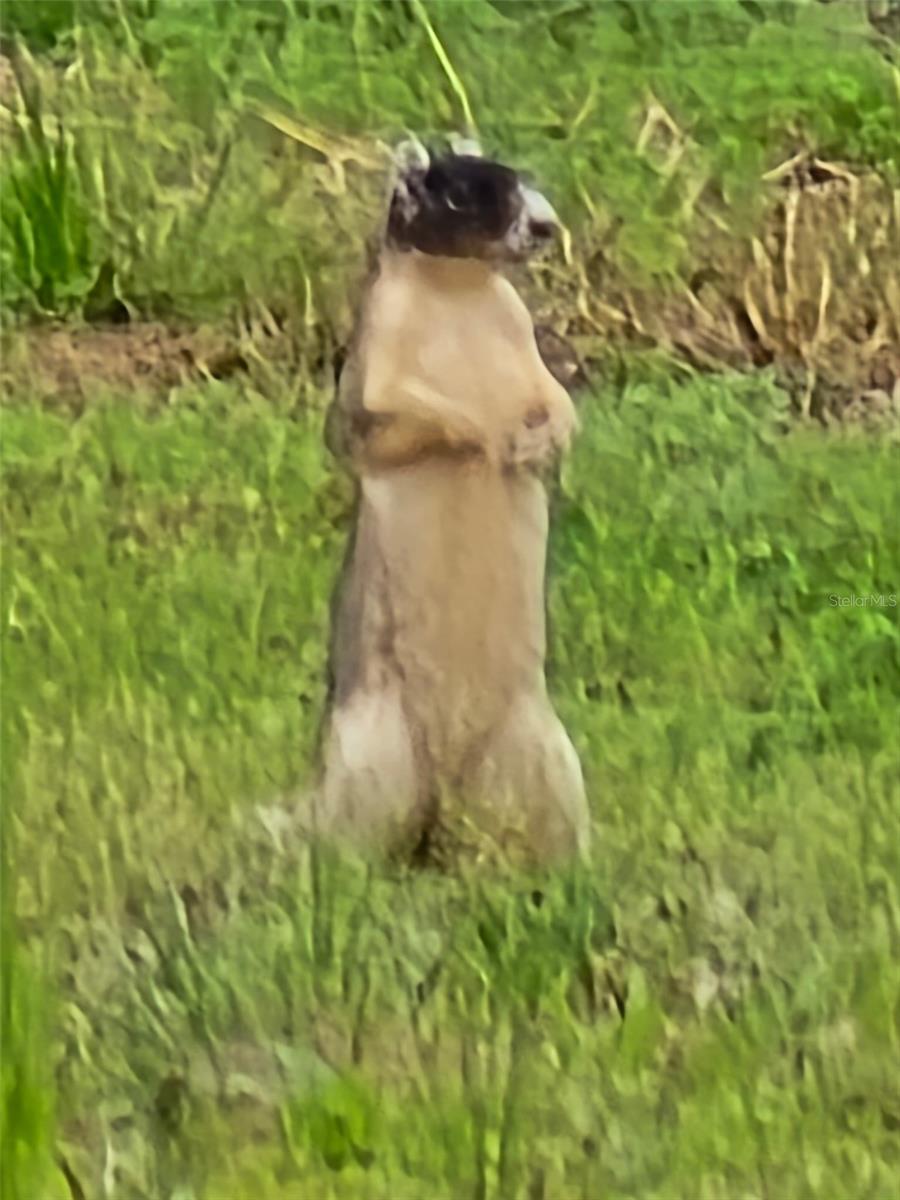 TBD (LOT 2) 55TH PLACE, MC ALPIN, FL, 32062