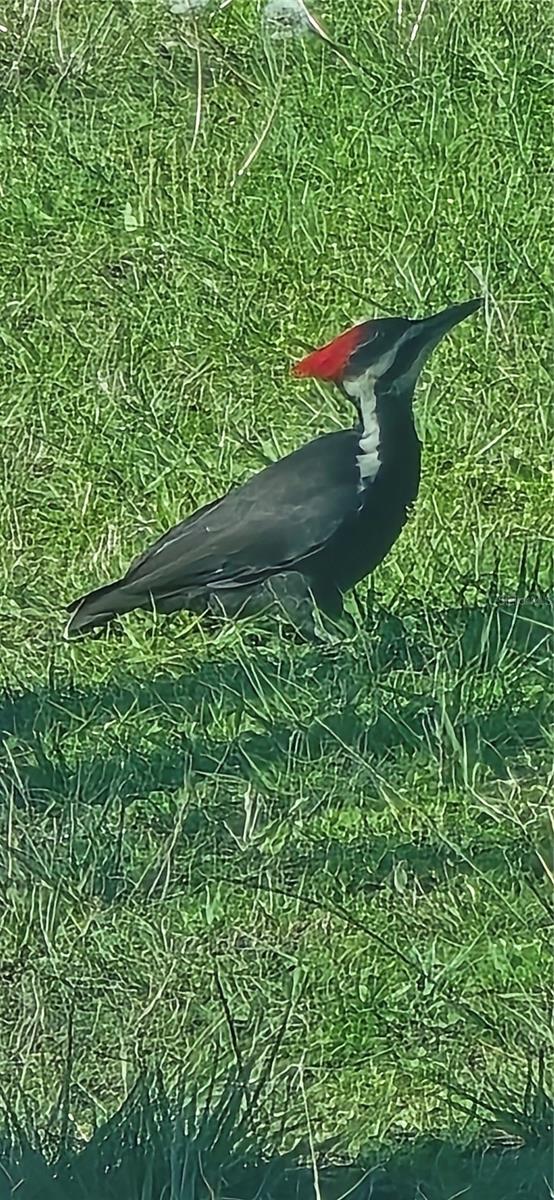 TBD (LOT 2) 55TH PLACE, MC ALPIN, FL, 32062