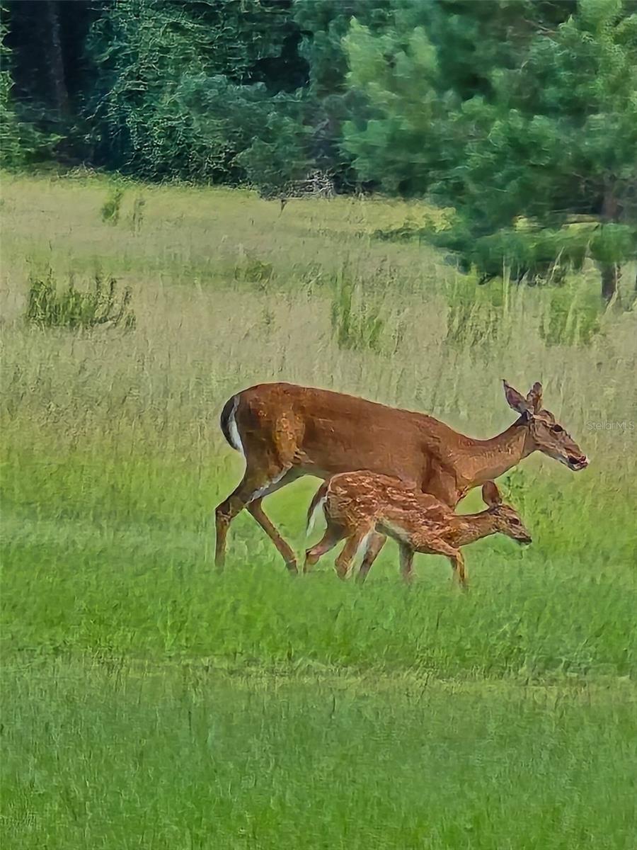 TBD (LOT 2) 55TH PLACE, MC ALPIN, FL, 32062