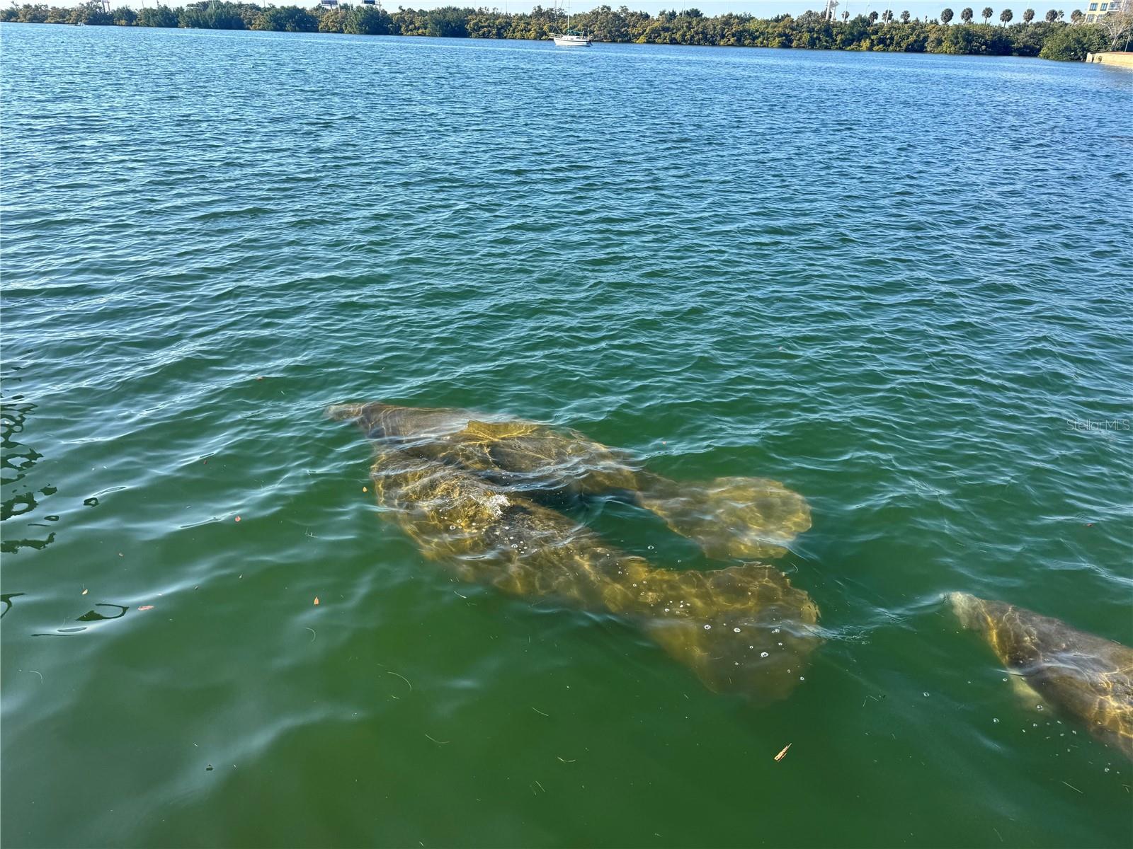 5701 MARINER ST #504A, TAMPA, FL, 33609