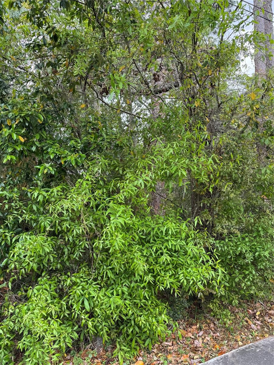 253 E HIGHBANKS RD, DEBARY, FL, 32713