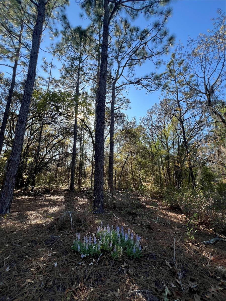 3968 N INDIANHEAD RD, HERNANDO, FL, 34442