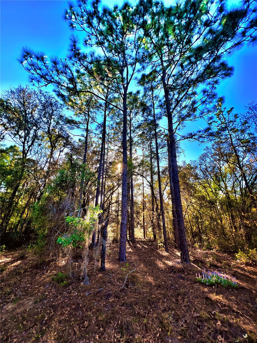 3968 N INDIANHEAD RD, HERNANDO, FL, 34442