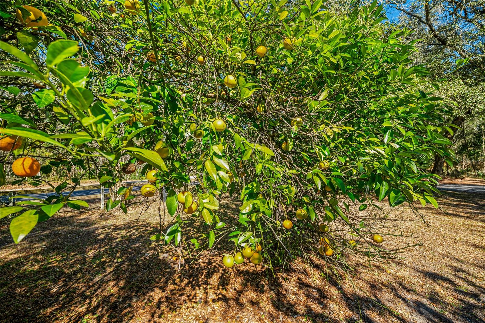 2950 KINGS RD, ST AUGUSTINE, FL, 32086