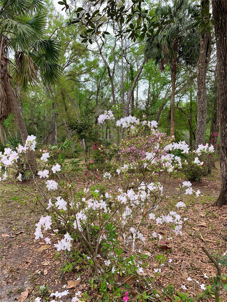 11651 NW 127 LN, CHIEFLAND, FL, 32626