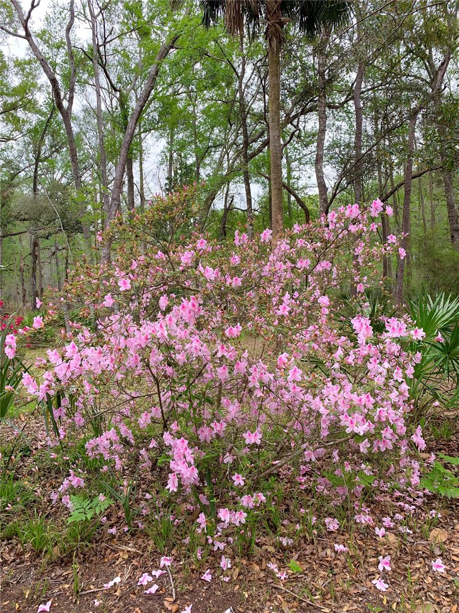 11651 NW 127 LN, CHIEFLAND, FL, 32626