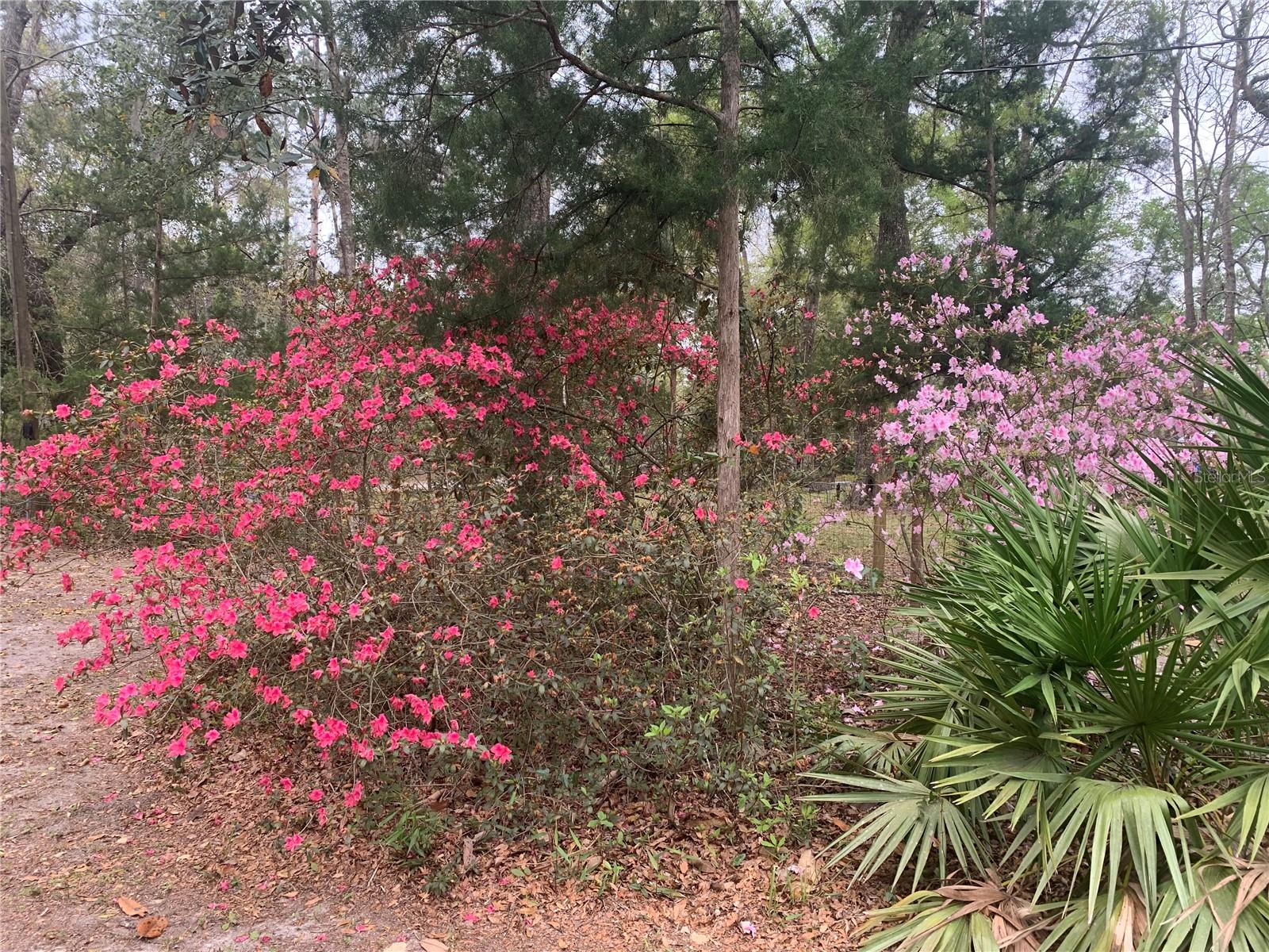 11651 NW 127 LN, CHIEFLAND, FL, 32626