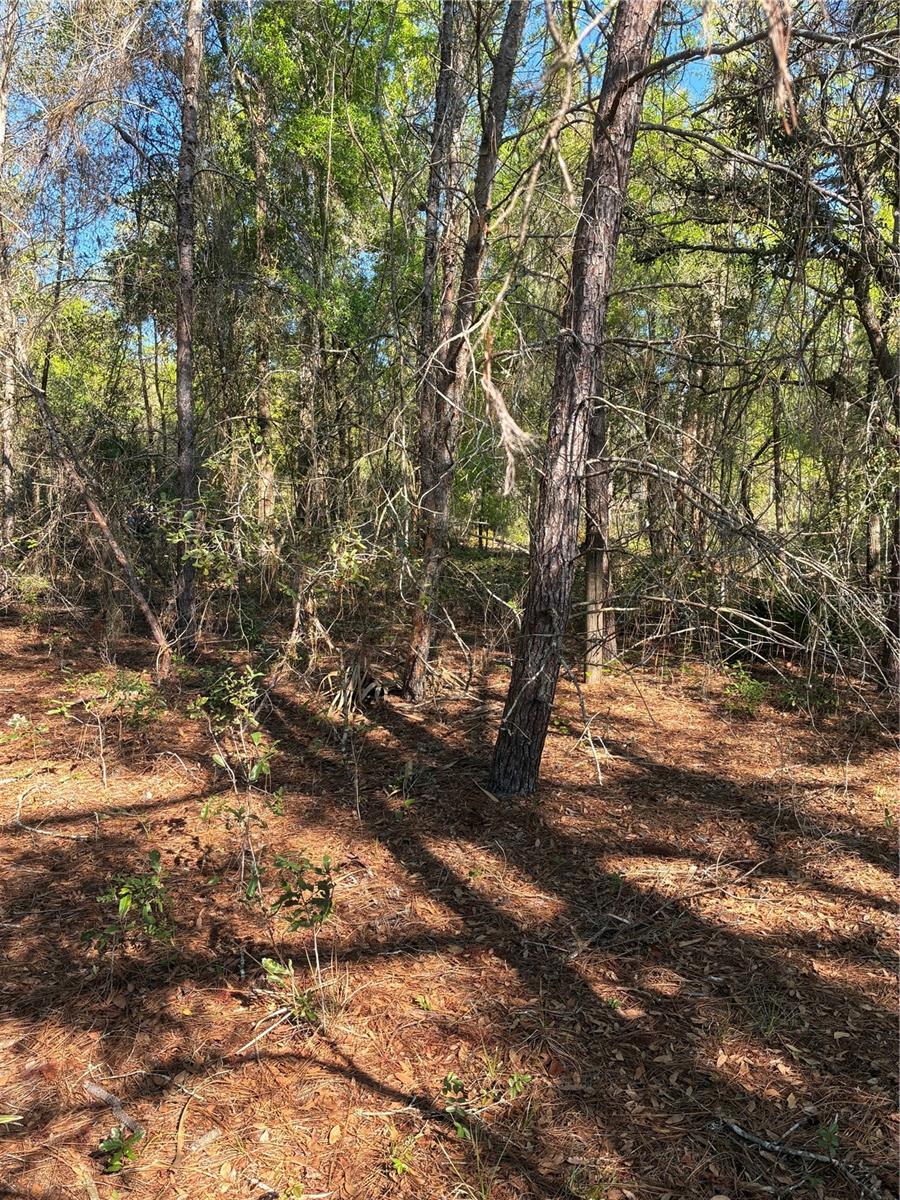 24533 PINK PANTHER RD, PAISLEY, FL, 32767