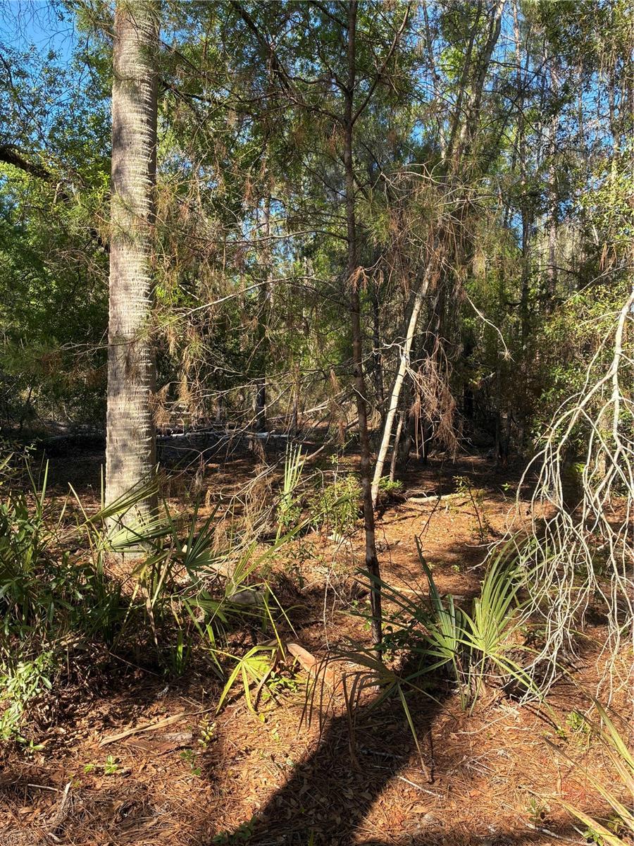24533 PINK PANTHER RD, PAISLEY, FL, 32767