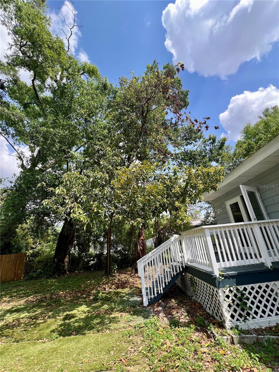 Haven't you always wanted your very own avocado tree?