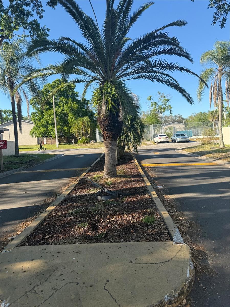 5118 TENNIS COURT CIRCLE, TAMPA, FL, 33617
