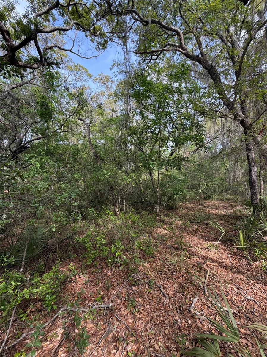 TBD NE 213TH ST, FORT MC COY, FL, 32134