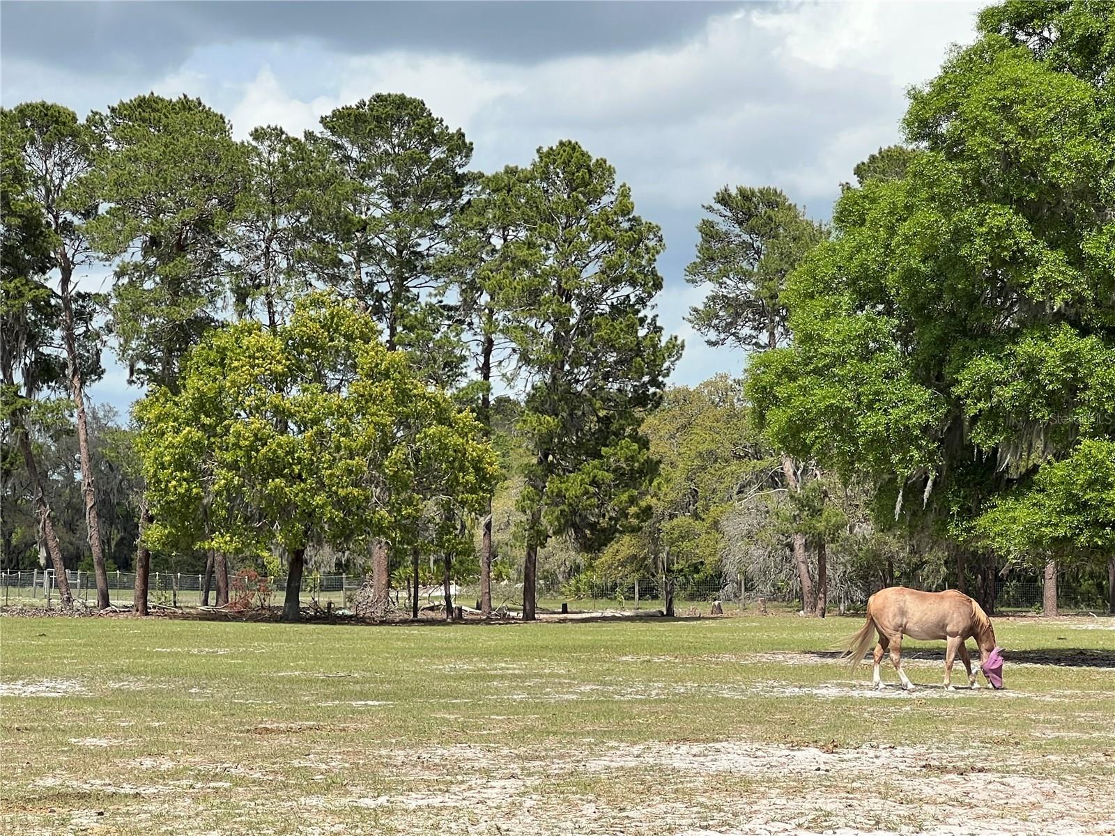 WINTERWILLOW LN, EUSTIS, FL, 32736