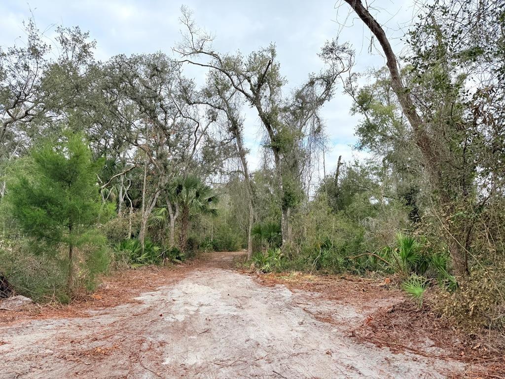 445 NE 544TH STREET, OLD TOWN, FL, 32680
