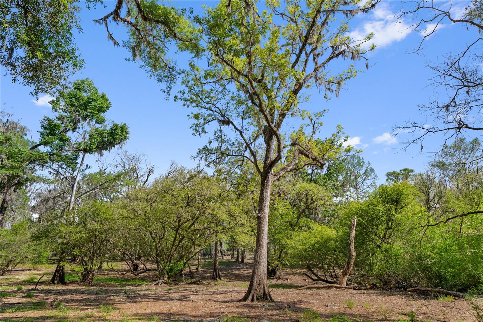 EDS ACRES, CROSS CITY, FL, 32628