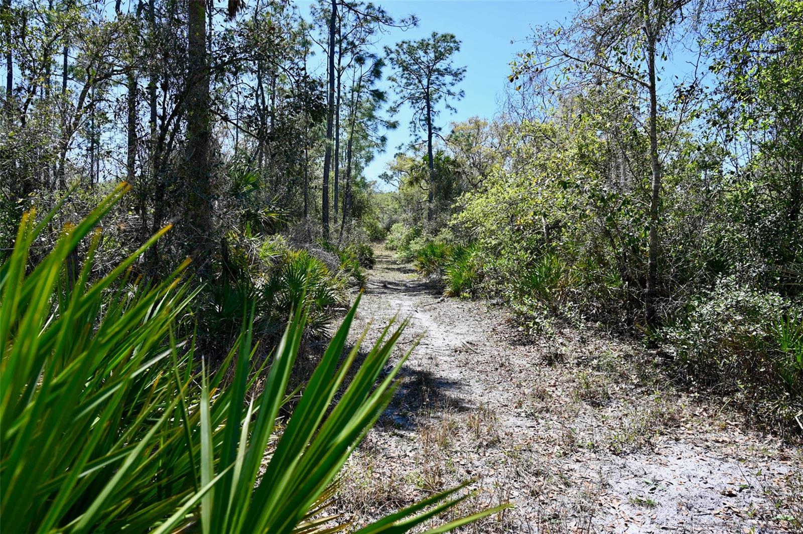 3832 SW WILDCAT RUN RD, ARCADIA, FL, 34266