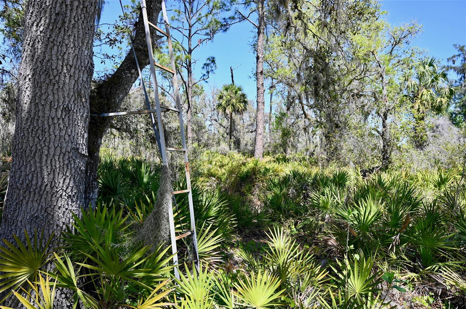 3832 SW WILDCAT RUN RD, ARCADIA, FL, 34266