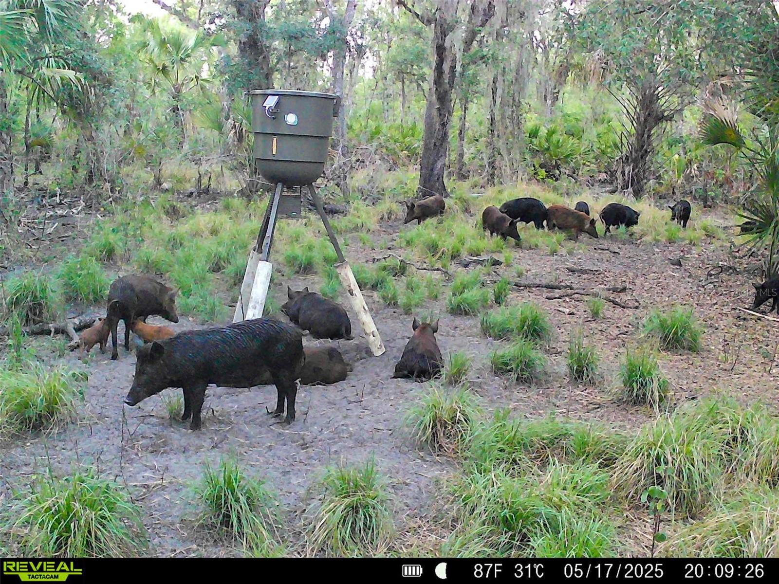 3832 SW WILDCAT RUN RD, ARCADIA, FL, 34266