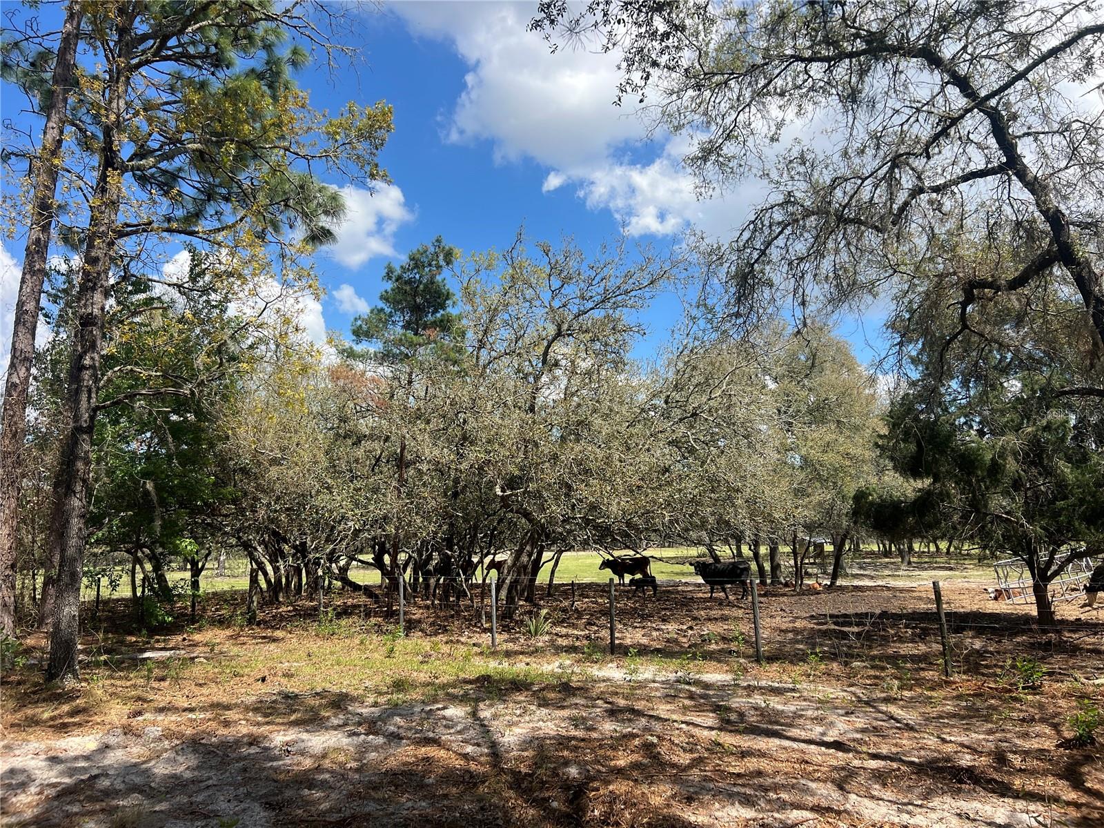 16 SE 136 TER, DUNNELLON, FL, 34431