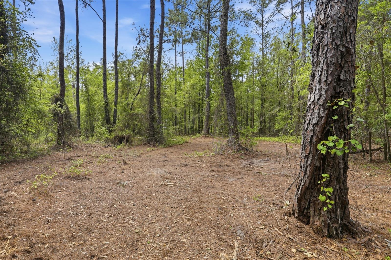 NW COUNTY ROAD 231, GAINESVILLE, FL, 32609