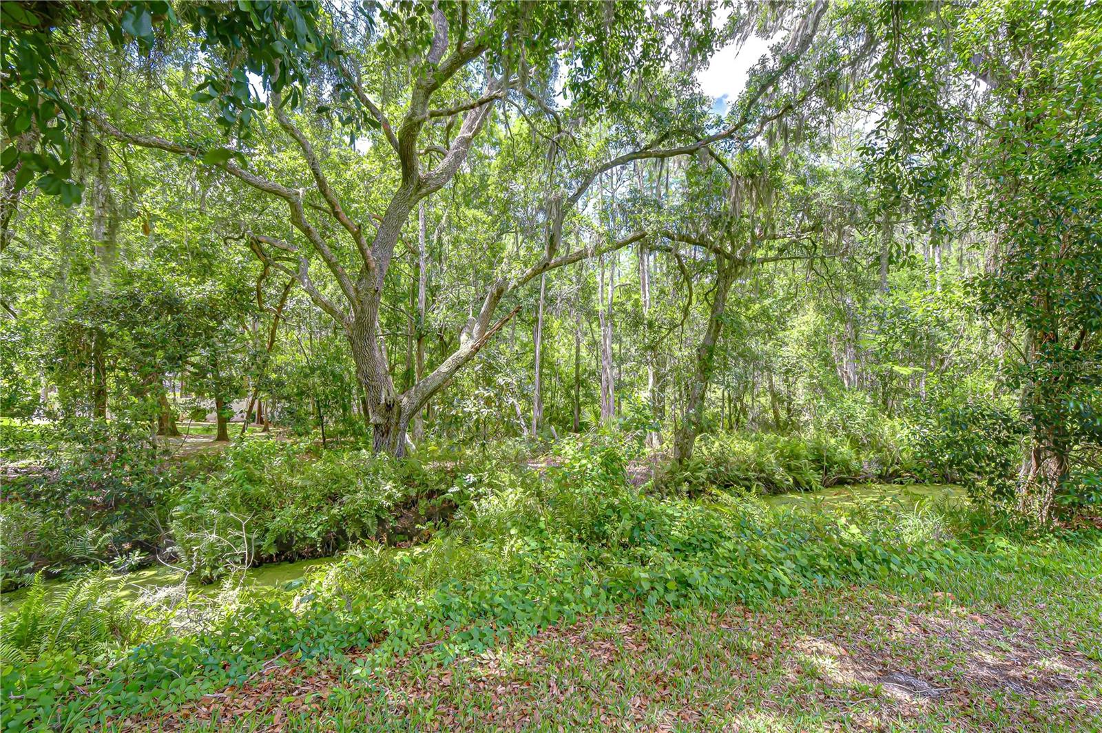 Back yard nature view