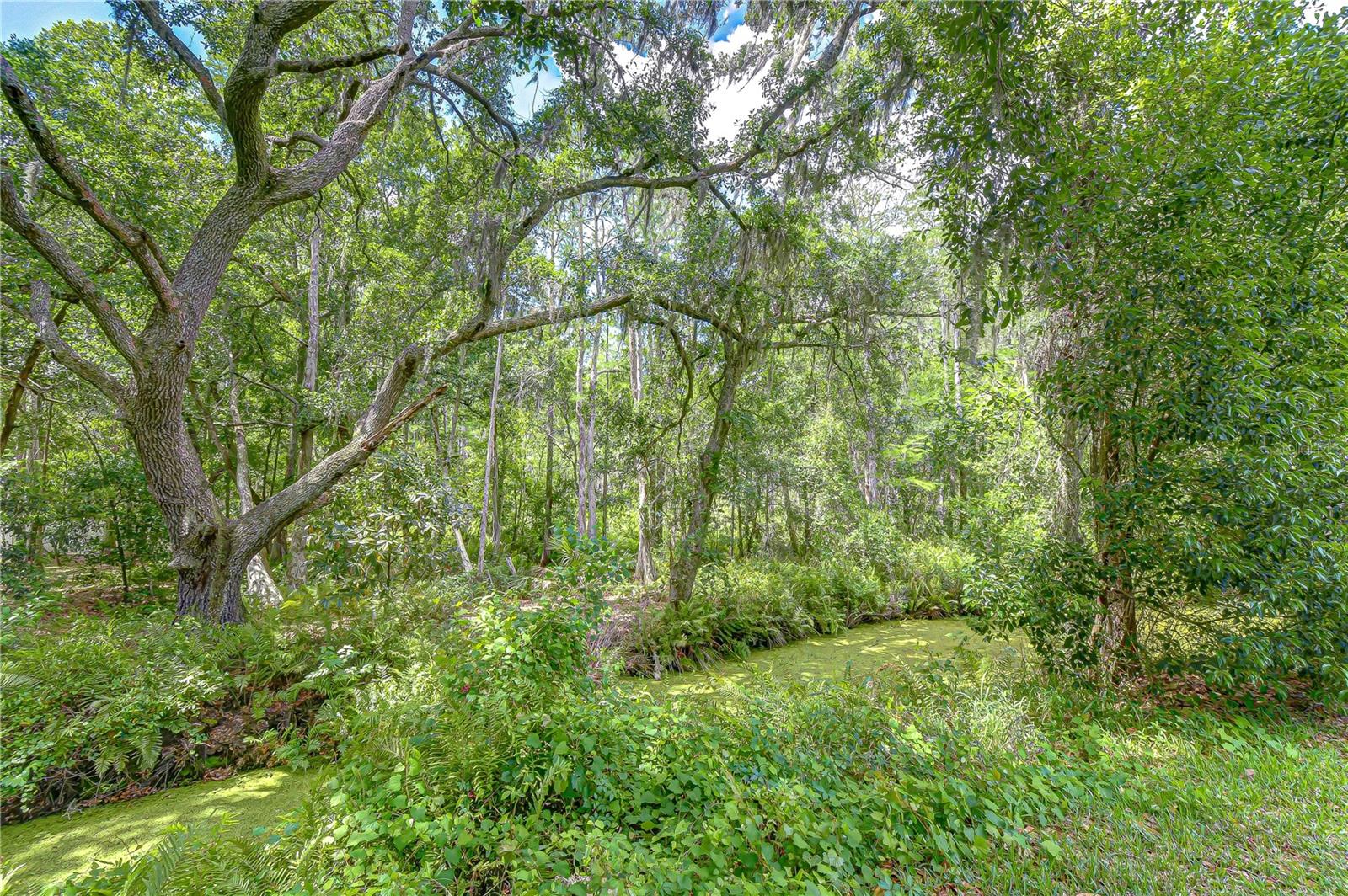 Back yard nature view