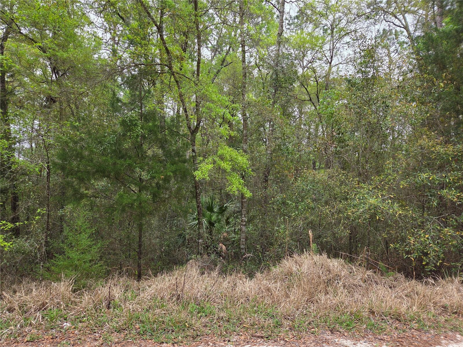 0000 NE 138TH TER, WILLISTON, FL, 32696
