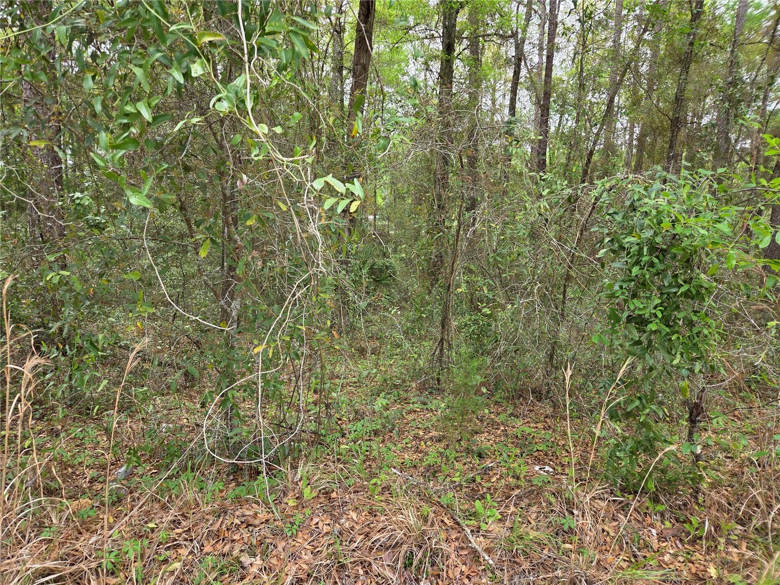 0000 NE 138TH TER, WILLISTON, FL, 32696