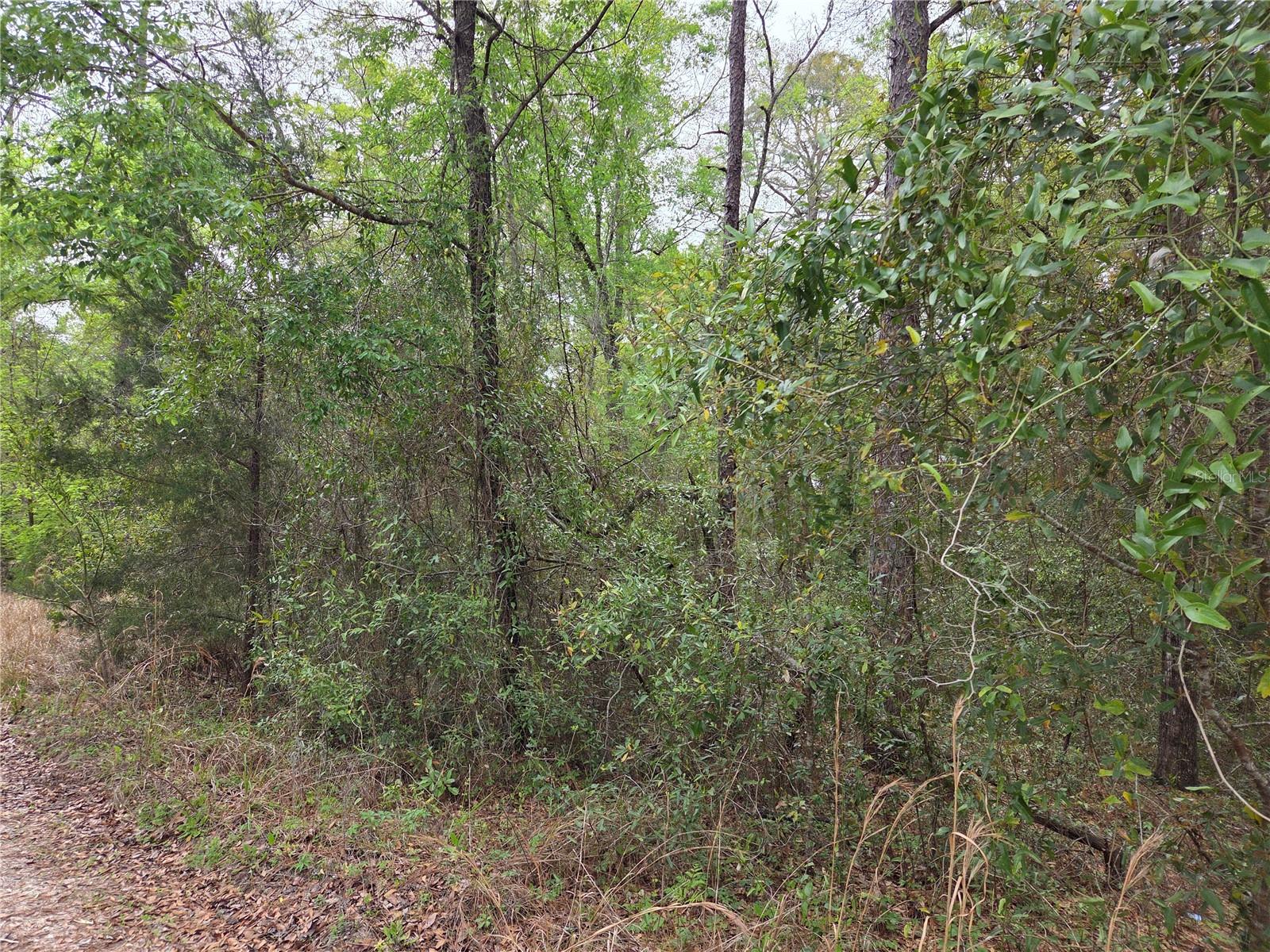 0000 NE 138TH TER, WILLISTON, FL, 32696