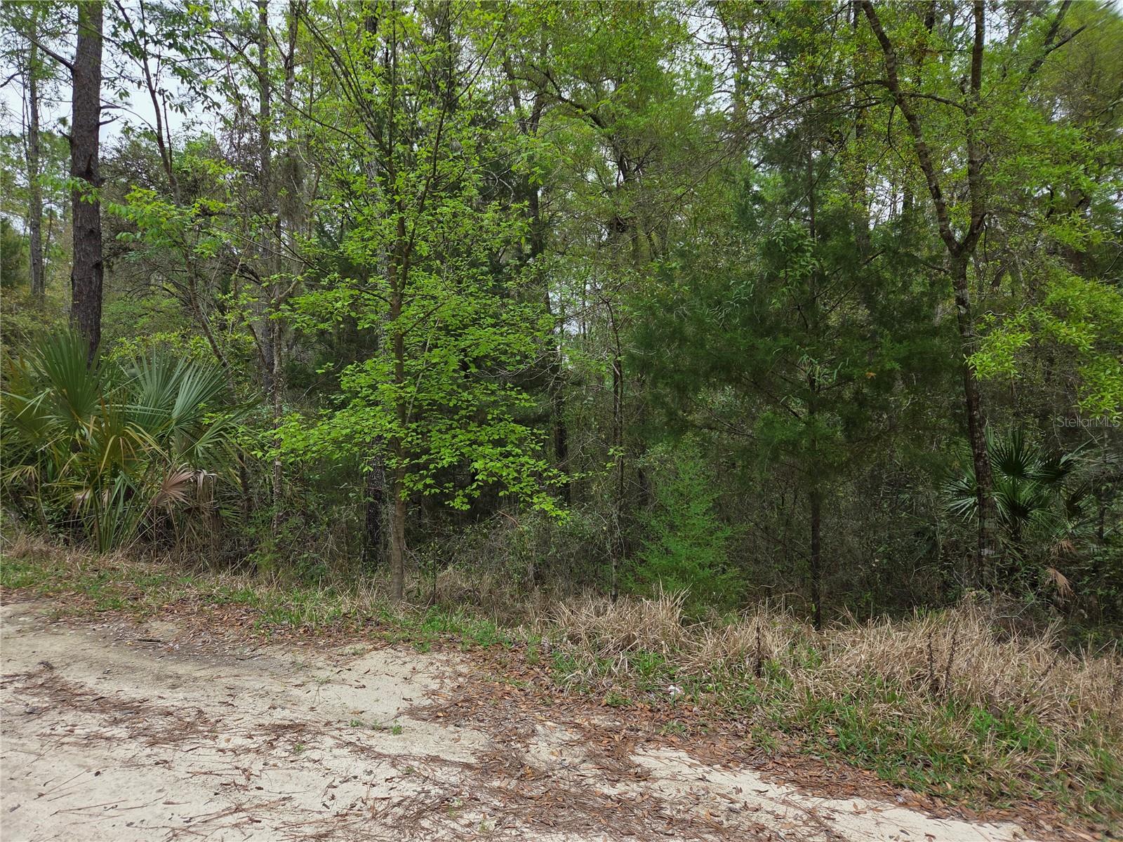 0000 NE 138TH TER, WILLISTON, FL, 32696
