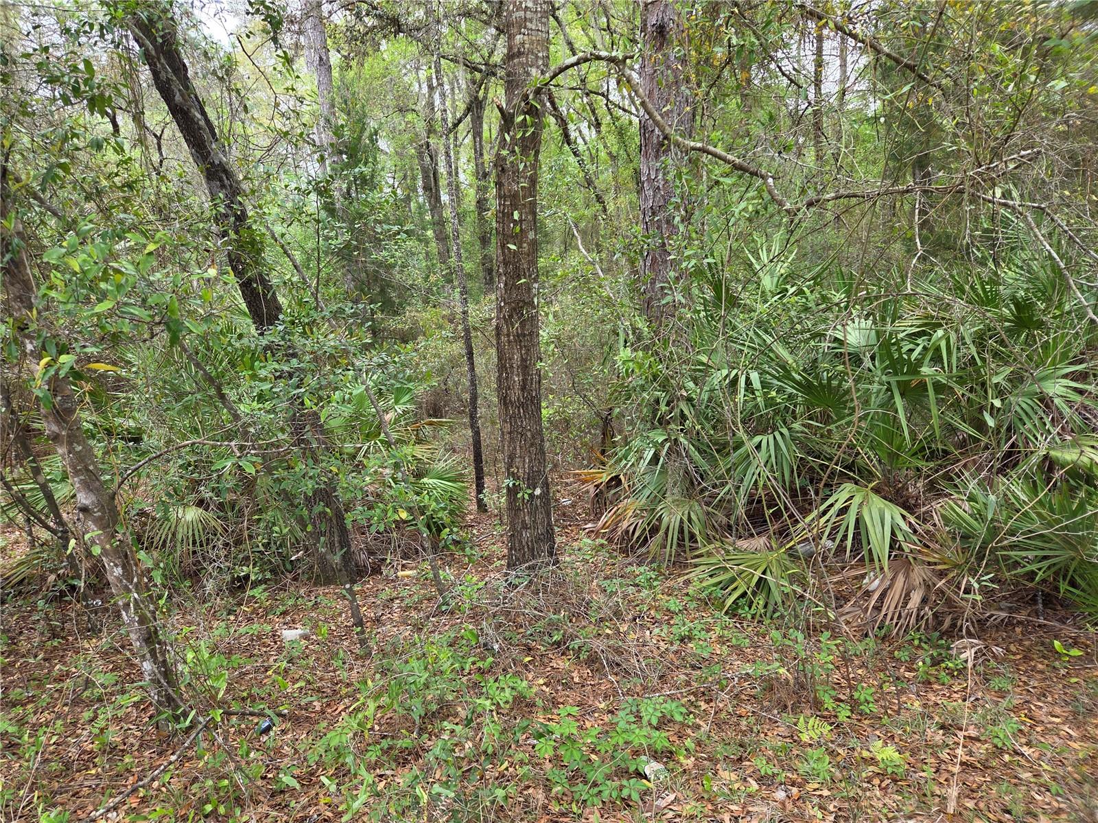 0000 NE 138TH TER, WILLISTON, FL, 32696